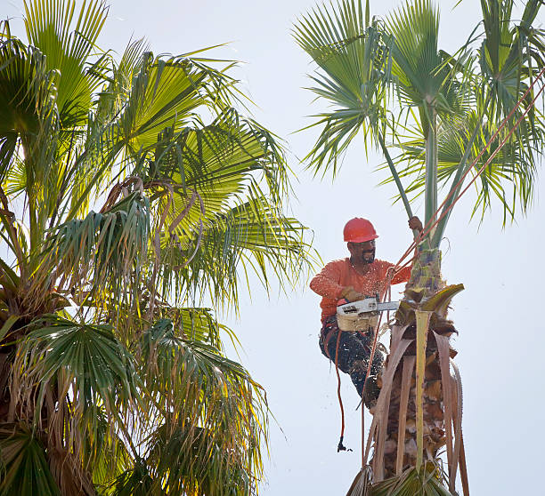 Best Tree Trimming Near Me  in USA